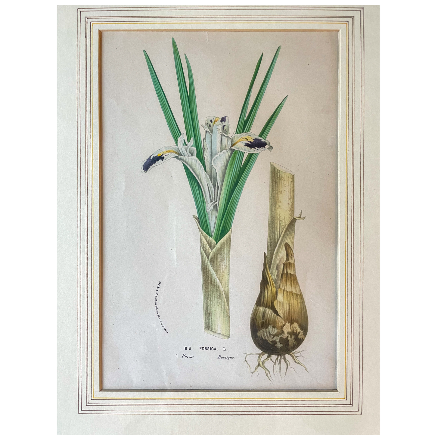 Antique "Iris Persica" Botanical Print – Framed 19th Century Chromolithograph