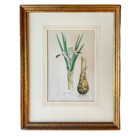 Antique "Iris Persica" Botanical Print – Framed 19th Century Chromolithograph