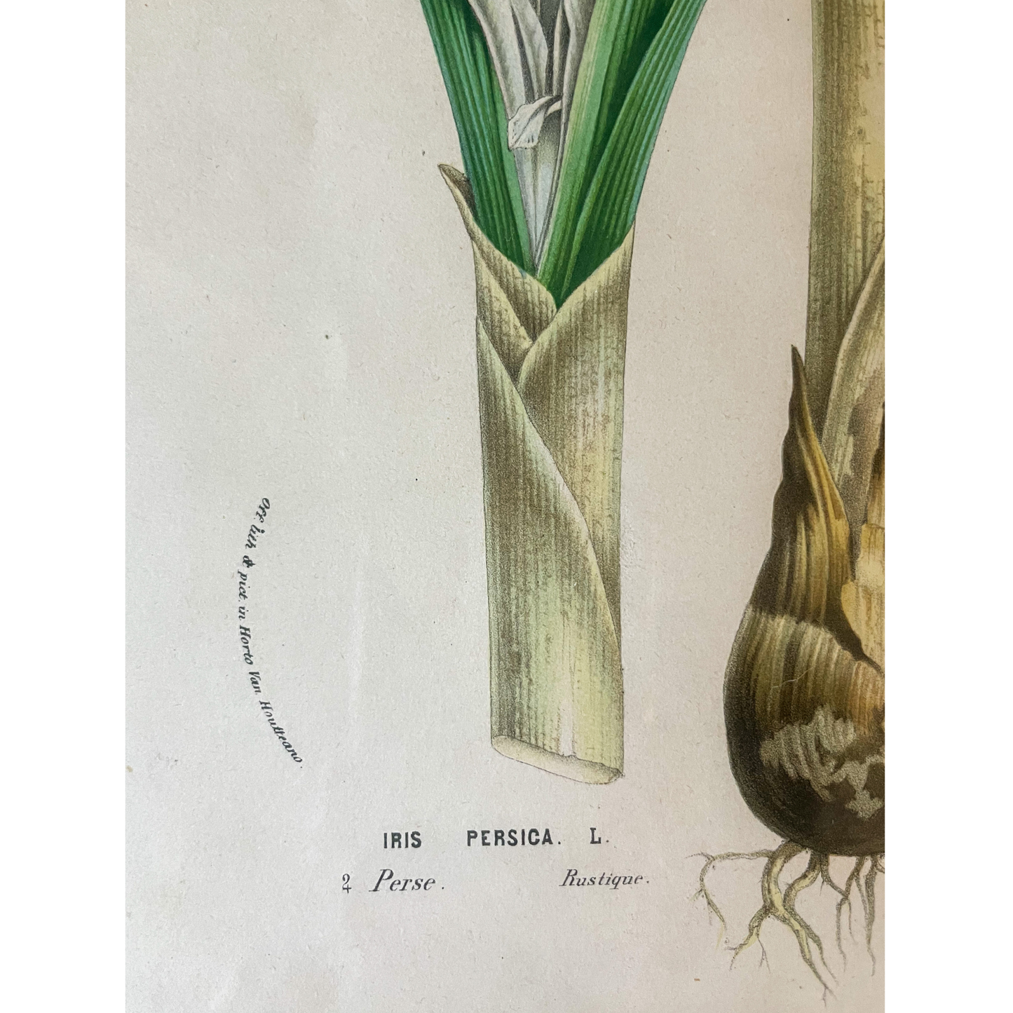 Antique "Iris Persica" Botanical Print – Framed 19th Century Chromolithograph