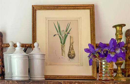 Antique "Iris Persica" Botanical Print – Framed 19th Century Chromolithograph